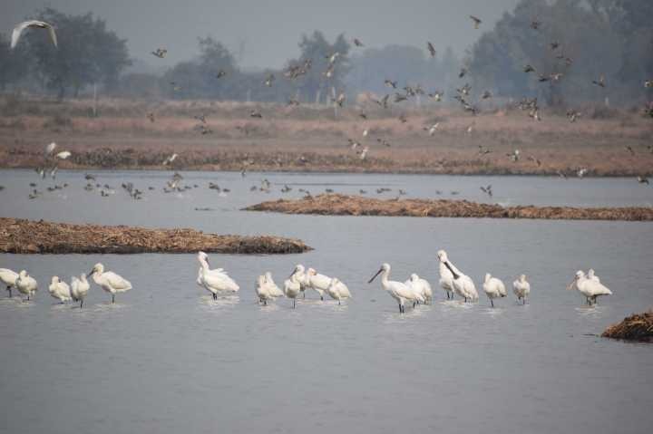 Plots in Dankaur